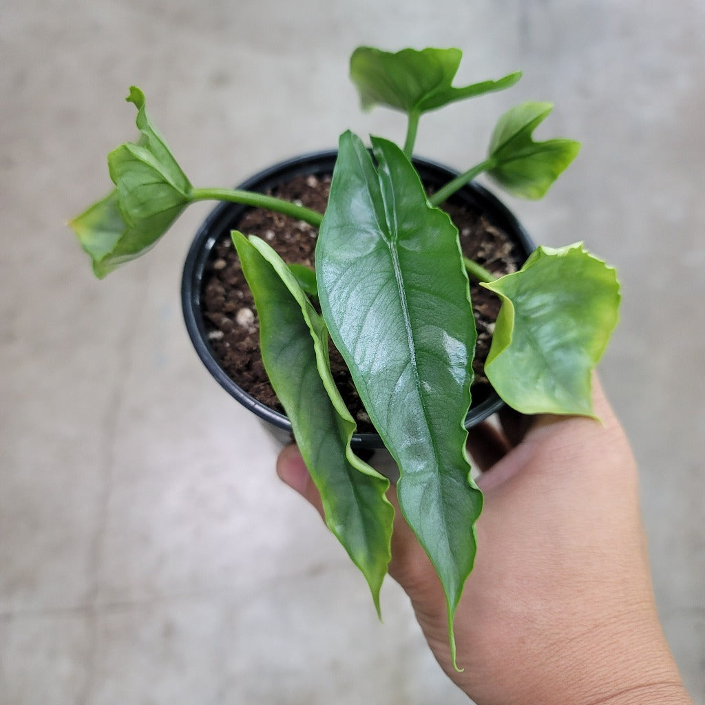 ALOCASIA - ALOCASIA HETEROPHYLLA - 4"