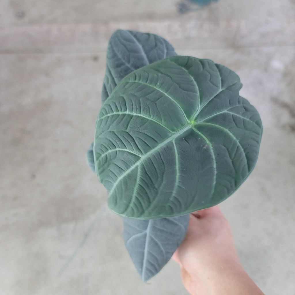 ALOCASIA - Alocasia 'Maharani' - 4"