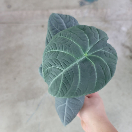 ALOCASIA - Alocasia 'Maharani' - 4"