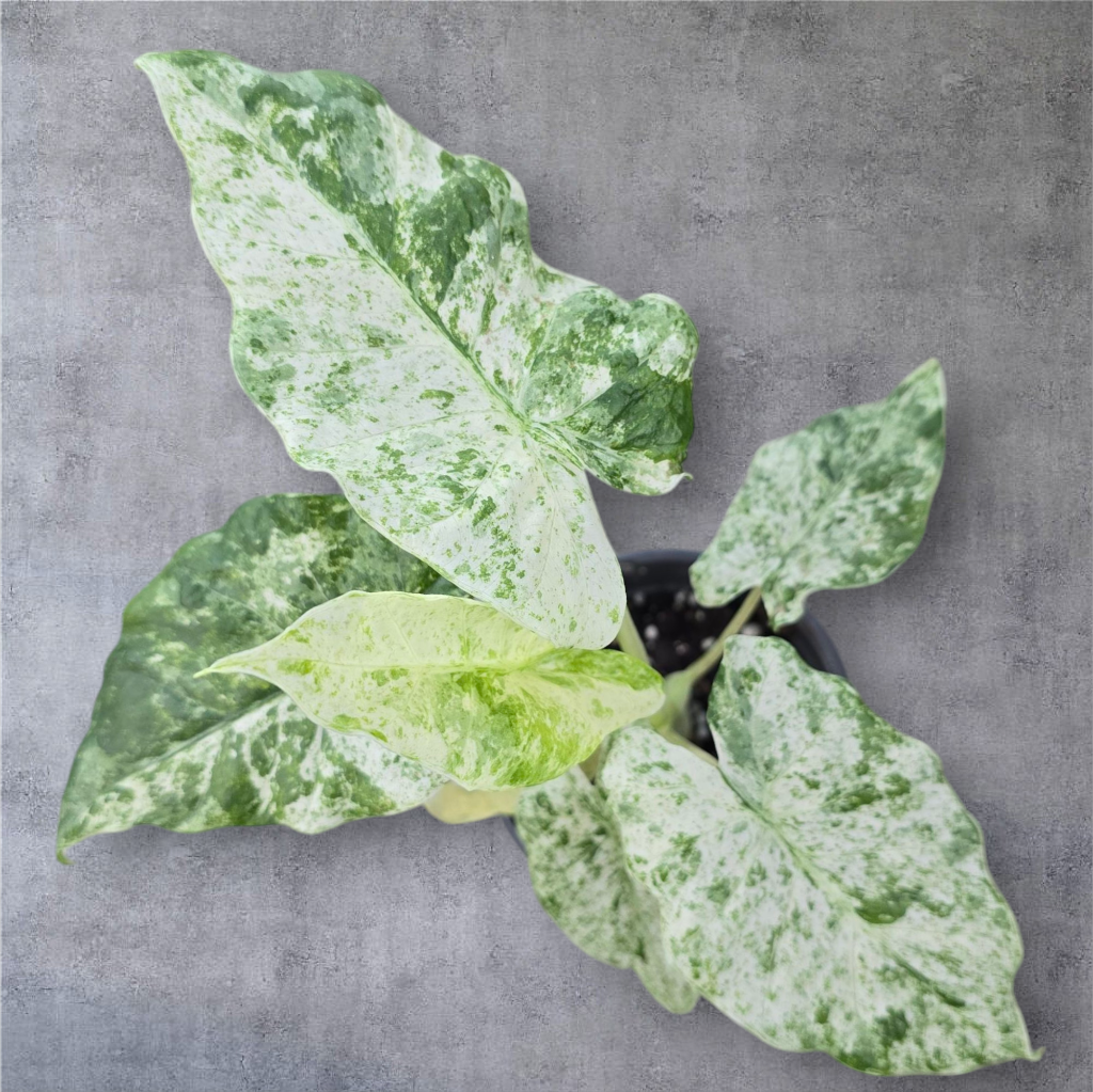 ALOCASIA - Alocasia Odora 'Batik' - 4"