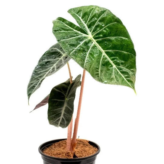 ALOCASIA - Alocasia 'Pink Princess' - 6"