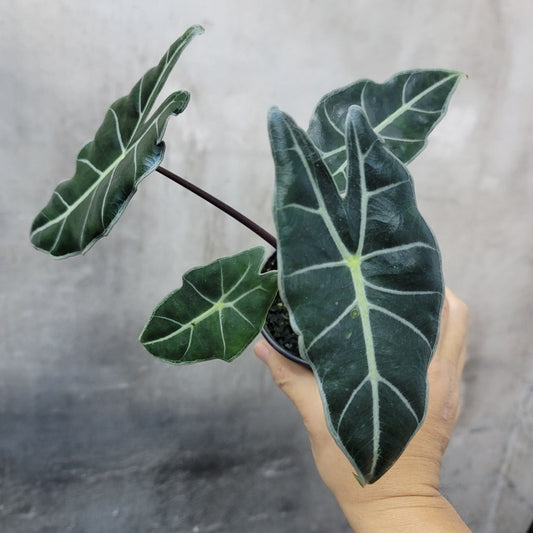ALOCASIA - ALOCASIA WATSONIANA- 4"