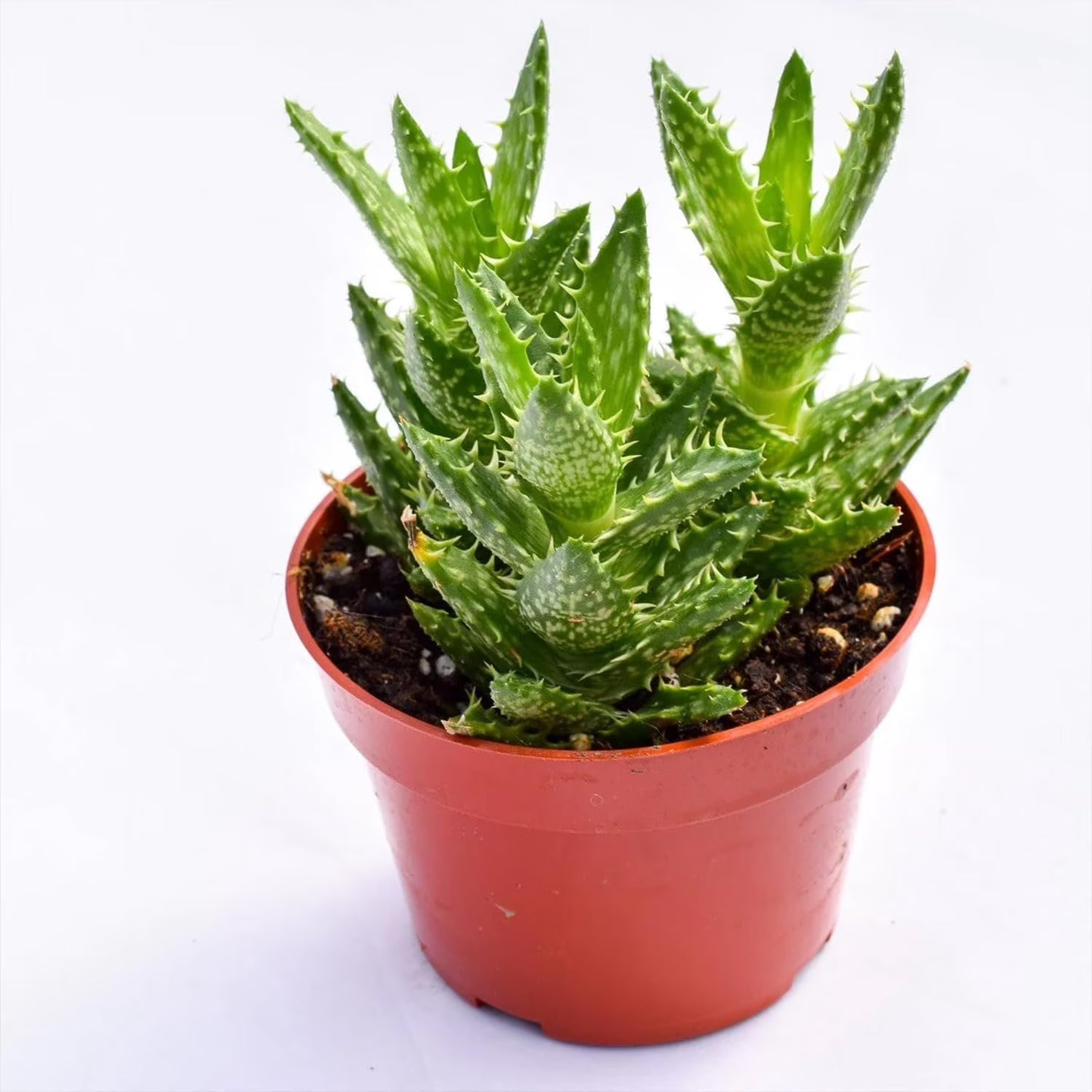 Aloe juvenna - 4"