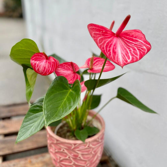ANTHURIUM - Anthurium Andreanum 'Livium Ruby' - 4"