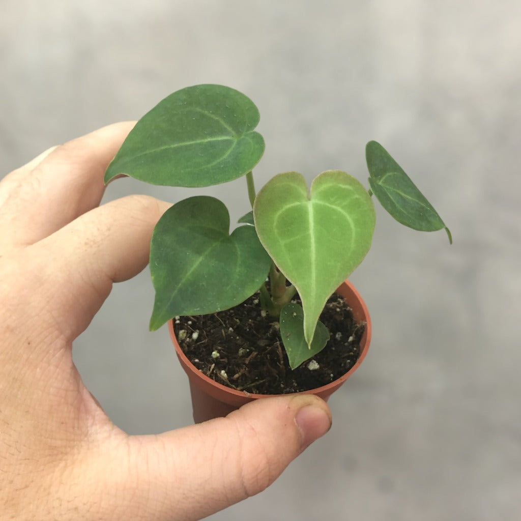 ANTHURIUM - ANTHURIUM CLARINERVIUM - 2"