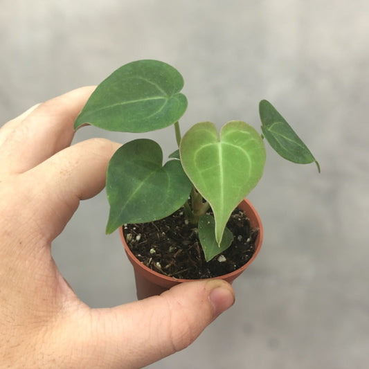 ANTHURIUM - ANTHURIUM CLARINERVIUM - 2"