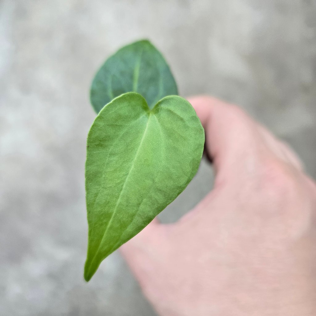 ANTHURIUM - Anthurium 'Delta Force' - 2" (TC)
