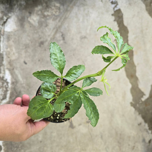 ANTHURIUM - Anthurium Polyschistum - 4"