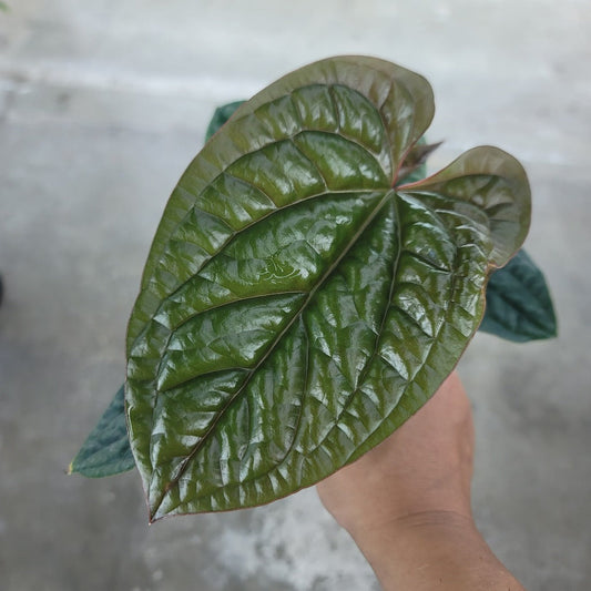 ANTHURIUM - ANTHURIUM RADICANS X LUXURIANS - 4"