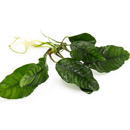 Anubias coffeefolia - 2"