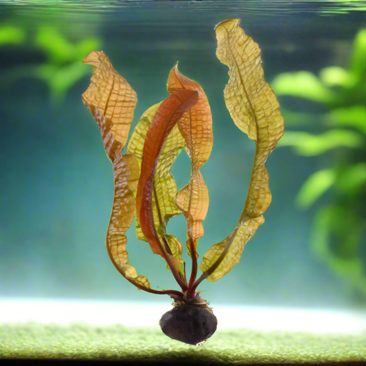 AQUATIC PLANTS - Aponogeton Boivinianus