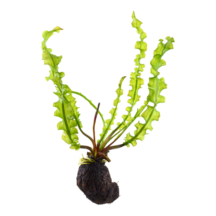 AQUATIC PLANTS - Aponogeton Longiplumulosus - Bulb