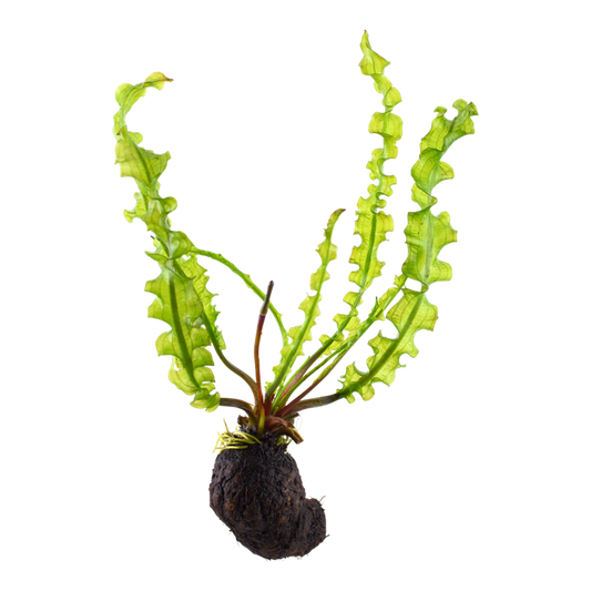 AQUATIC PLANTS - Aponogeton Longiplumulosus - Bulb