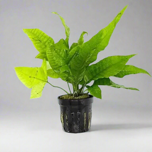 AQUATIC PLANTS - Bolbitis Asiastic