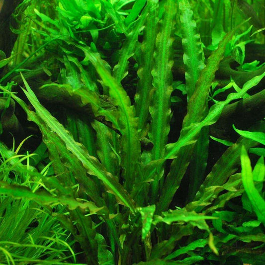 AQUATIC PLANTS - Cryptocoryne Spiralis - 2"