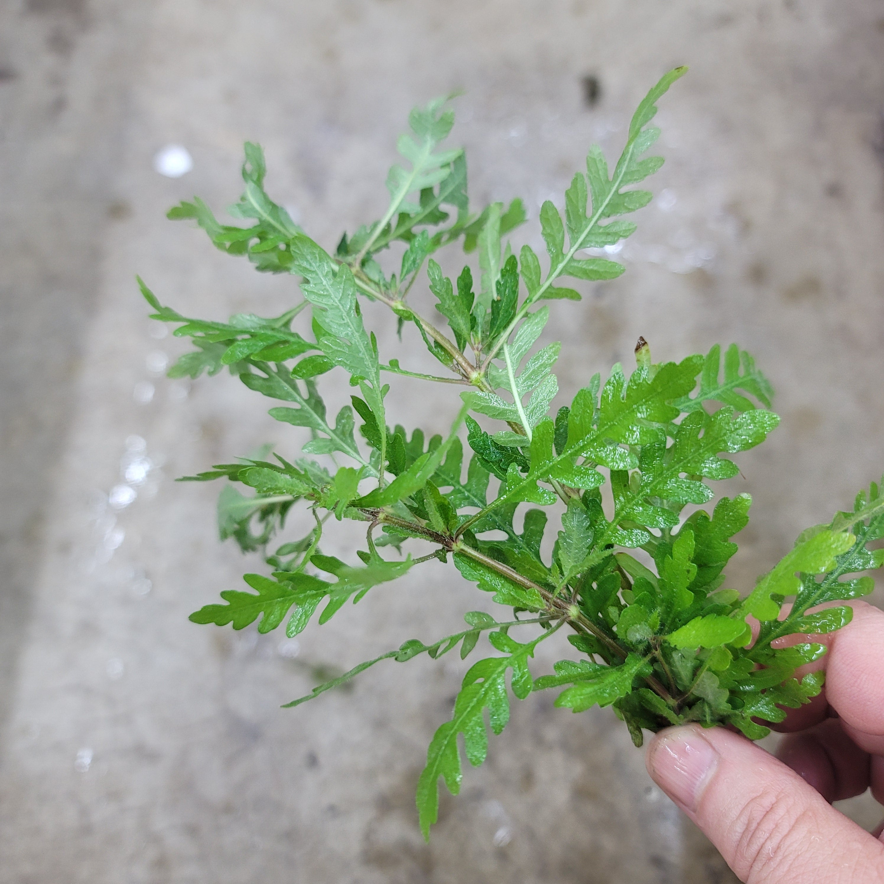 AQUATIC PLANTS - Hygrophila Pinnatifida - Bunch
