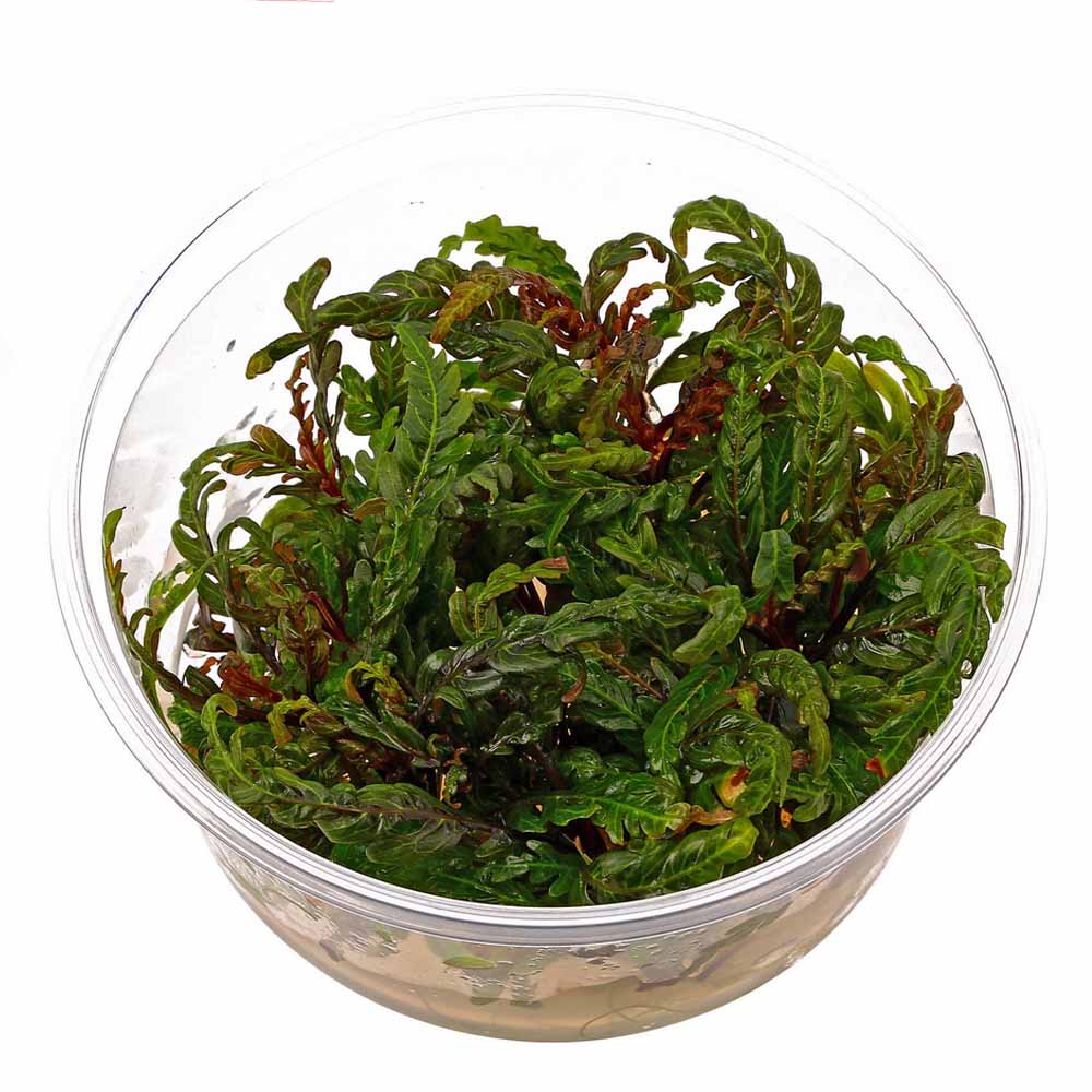 AQUATIC PLANTS - Hygrophila Pinnatifida UK (Uttarakannada) - ADA