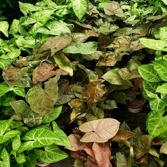 Syngonium assorted - 4"