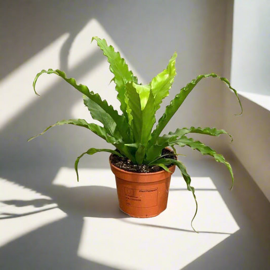 Asplenium antiquum - 4"
