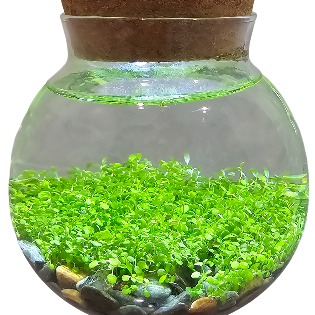 WaterPlants