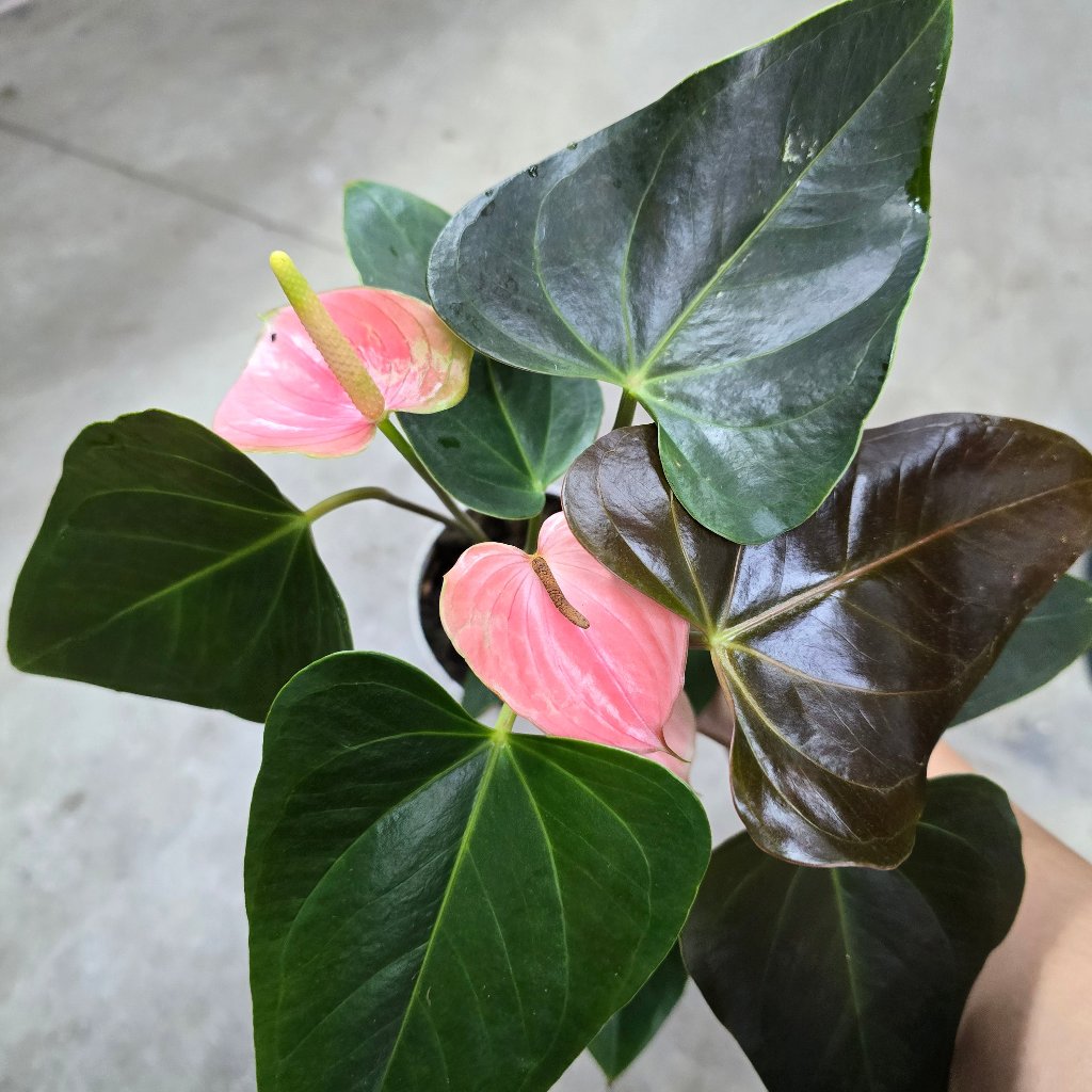 BEGINNER PLANTS - Anthurium Andreanum 'Coral Champion' - 4"
