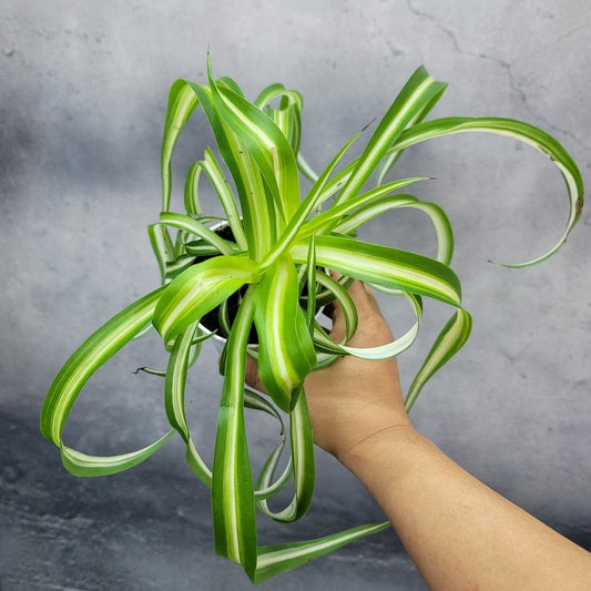 BEGINNER PLANTS - CURLY SPIDER - BONNIE - 4"