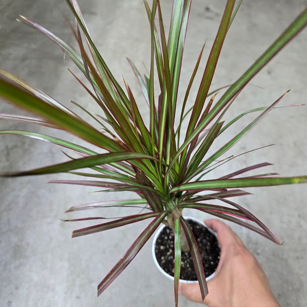 BEGINNER PLANTS - Dracaena Marginata 'Red Princess' - Cane