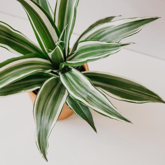 BEGINNER PLANTS - Dracaena Warneckii - 4"