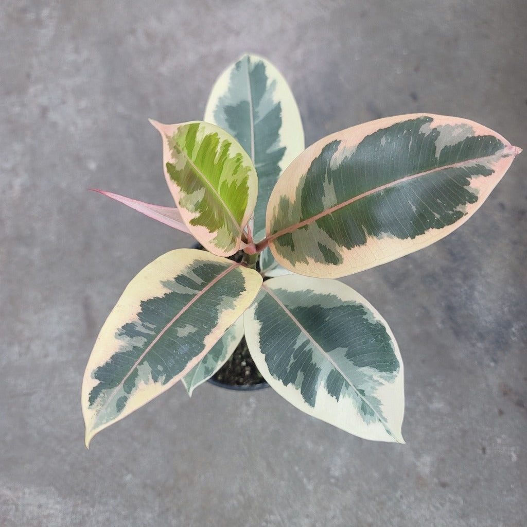 BEGINNER PLANTS - Ficus Decora 'Tineke' - 4"