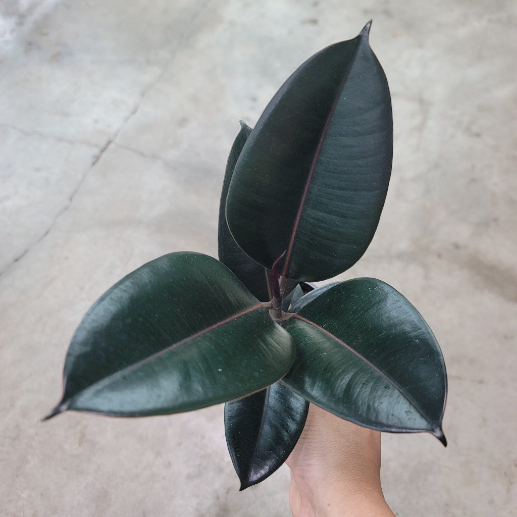 Ficus elastica - 4"