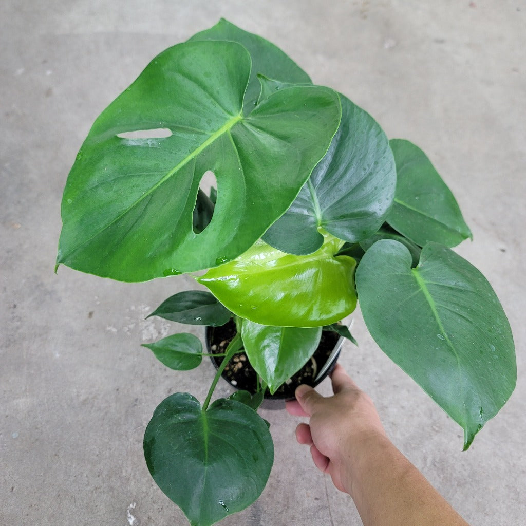 BEGINNER PLANTS - Monstera Deliciosa - 6"