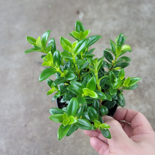 BEGINNER PLANTS - Nematanthus Gregarius - 4"