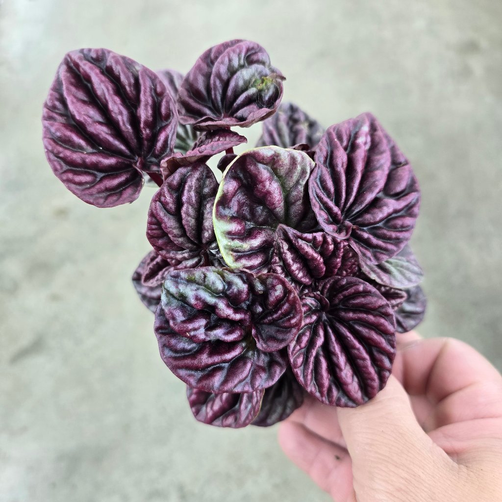 BEGINNER PLANTS - Peperomia Caperata 'Red Luna' - 4"