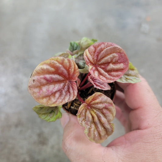 BEGINNER PLANTS - Peperomia Quito - 2"