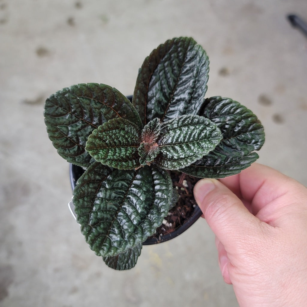 BEGINNER PLANTS - Pilea Depressa 'Chocolate' - 4"