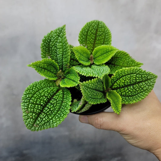 BEGINNER PLANTS - PILEA MOON VALLEY - 4"