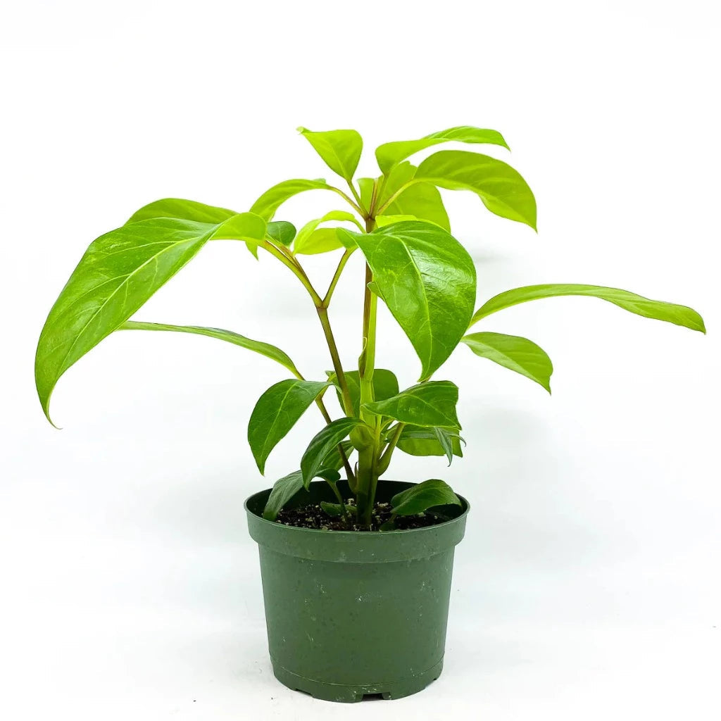 BEGINNER PLANTS - SCHEFFLERA ALPINA - 4"