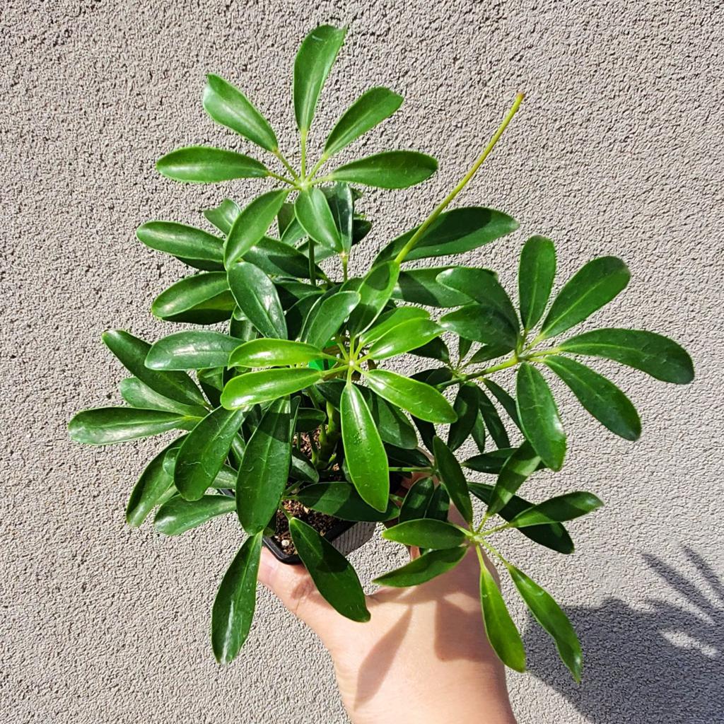 BEGINNER PLANTS - Schefflera Arboricola - 4"