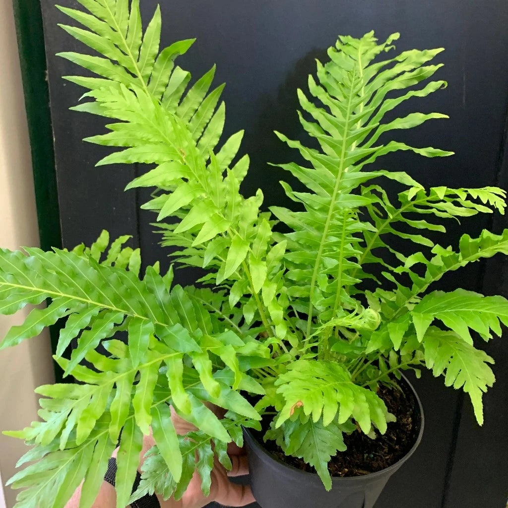 Blechnum gibbum 'Silver Lady - 6"