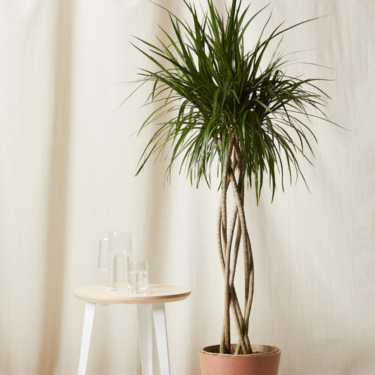 Dracaena marginata - 10" (open weave)