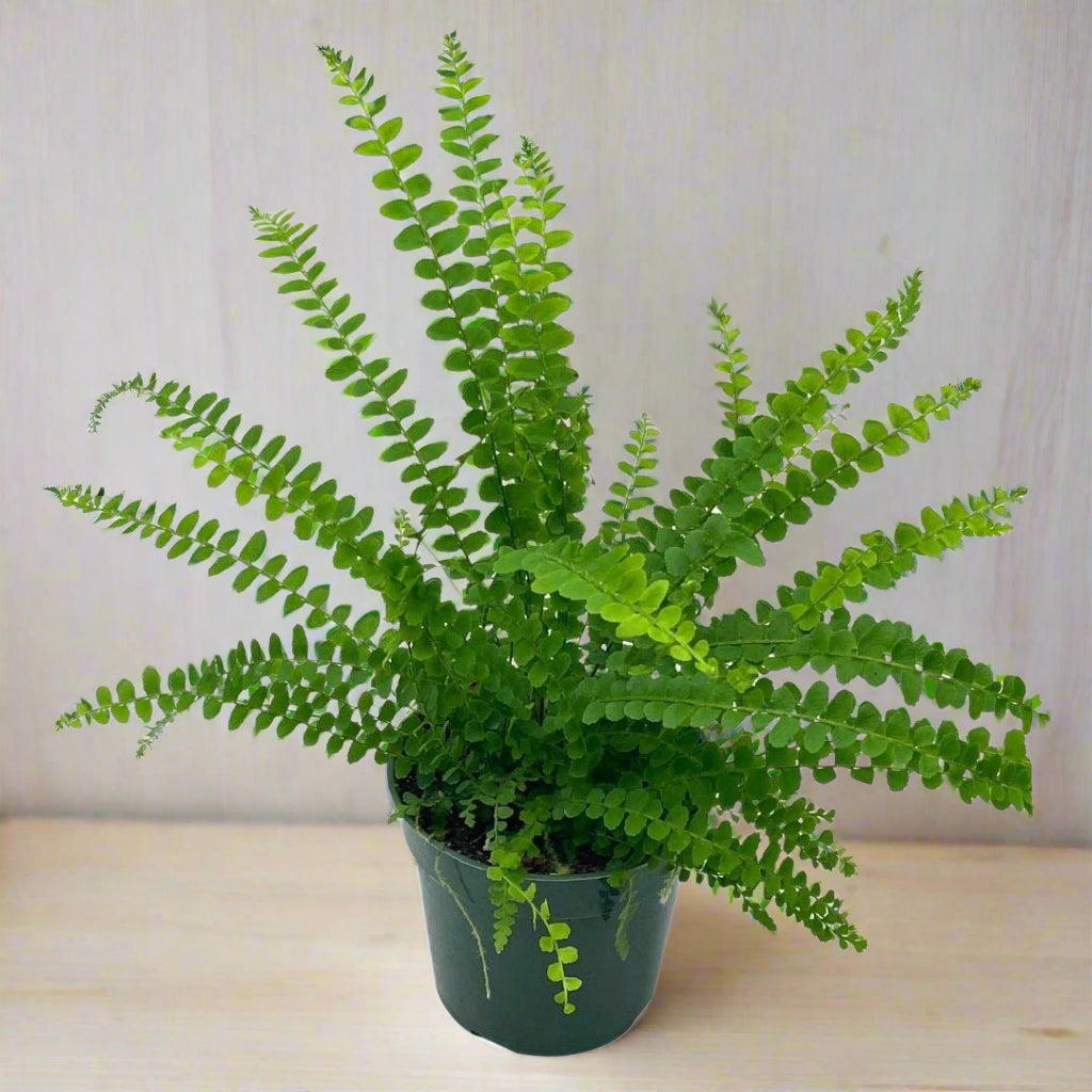 Nephrolepis exaltata - HB - 6"