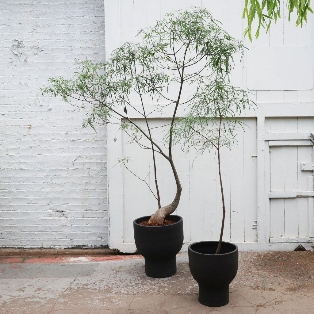 Brachychiton rupestris- 18"