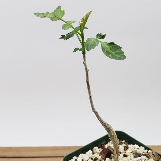 Bursera fagarioides - 4"