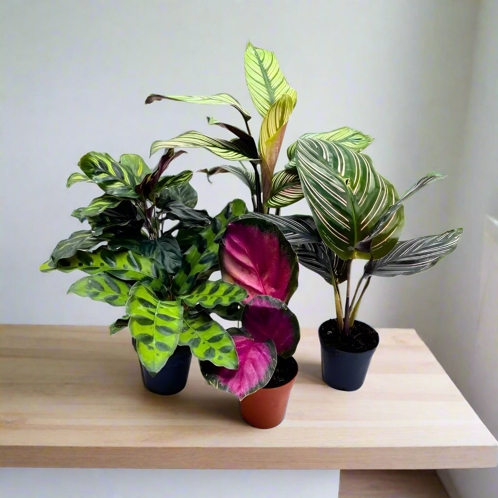 Calathea assorted - 6"