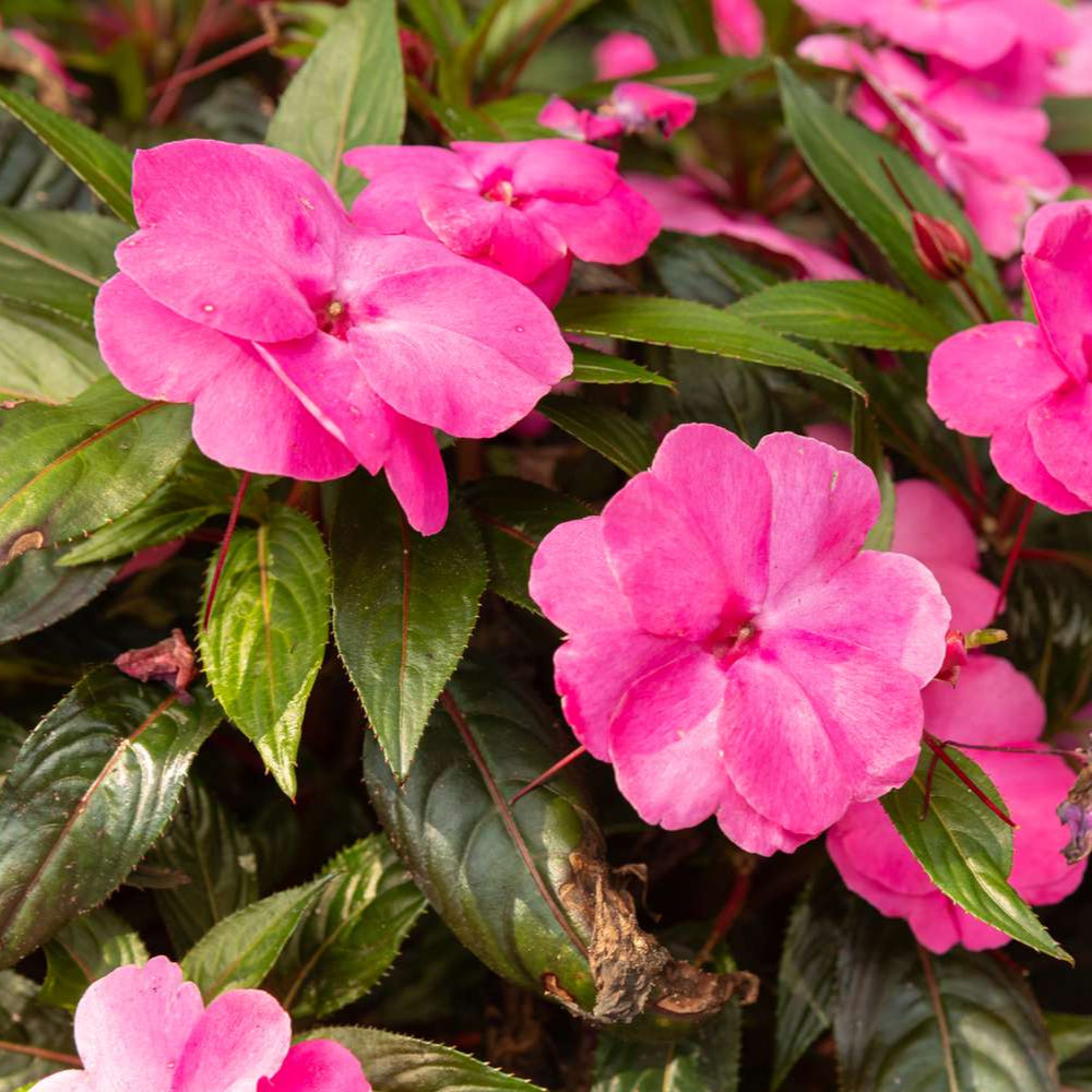 New Guinea Impatiens - 4"