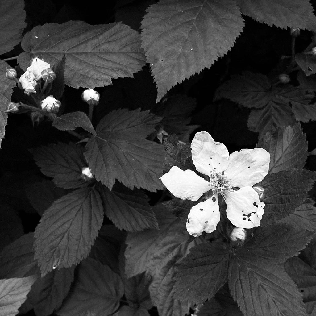 MOONFLOWER All-Natural Botanical Perfume Oil