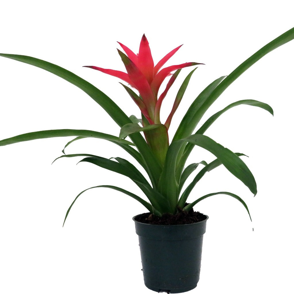 Bromeliad Guzmania - Red - 4"