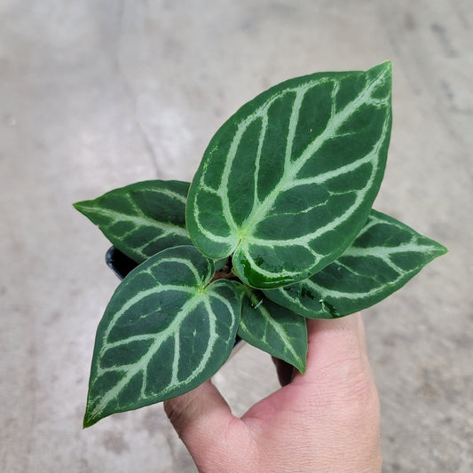 COLLECTOR PLANTS - ANTHURIUM DORAYAKI GREEN - 2.5"
