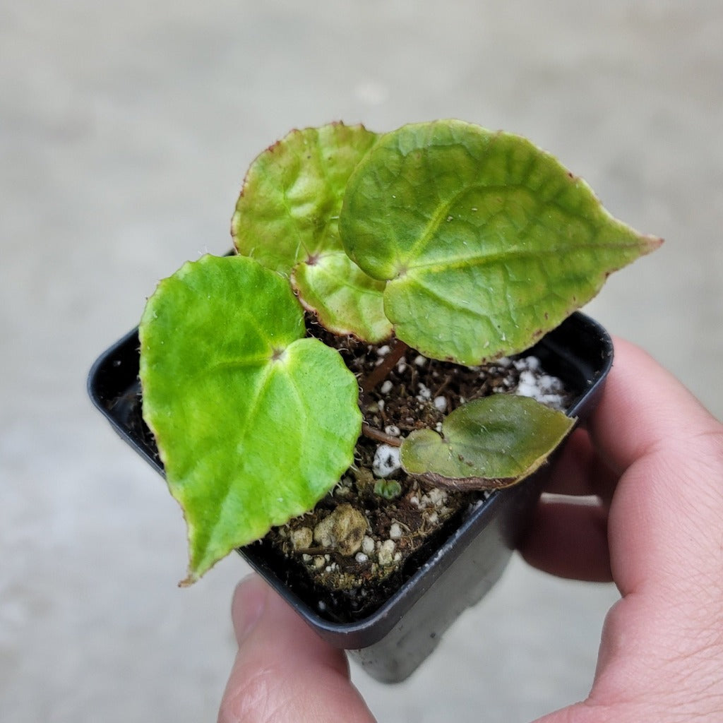 COLLECTOR PLANTS - BEGONIA FEROX - 2"