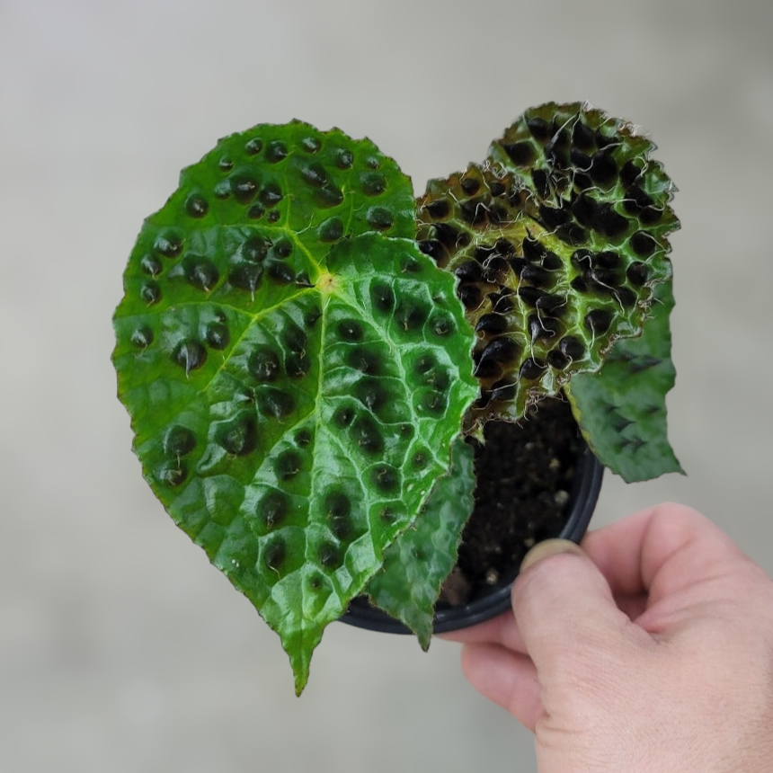 COLLECTOR PLANTS - BEGONIA FEROX - 2"